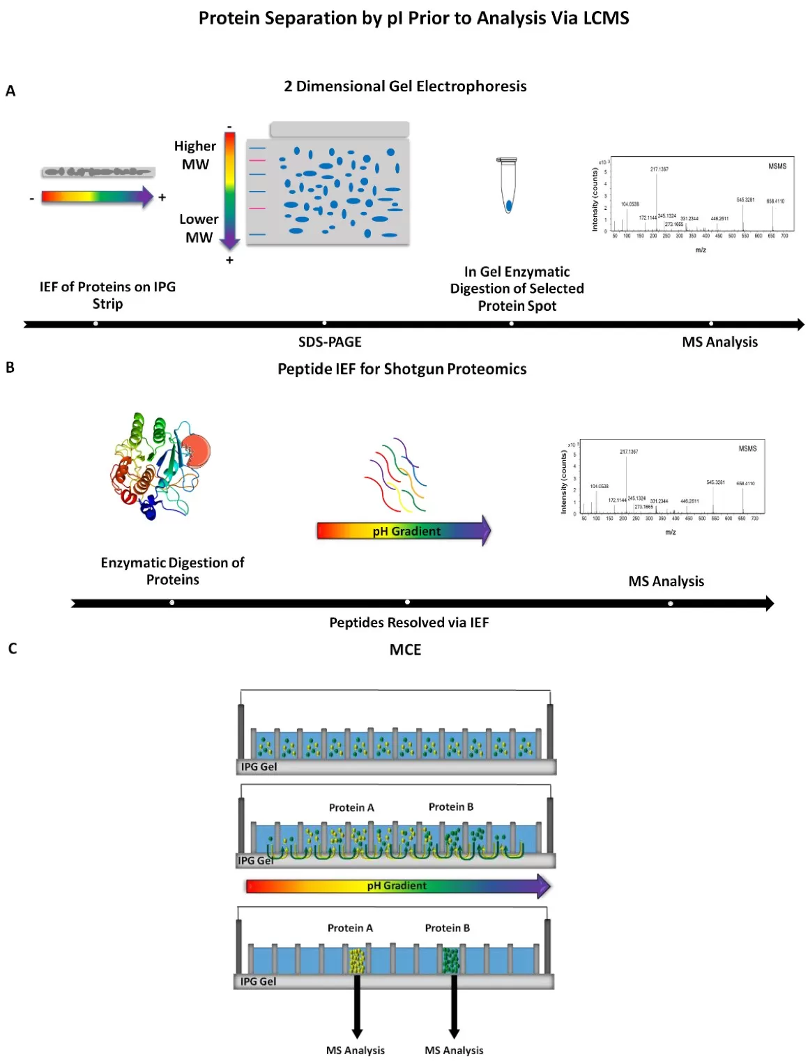 Examples of isoelectric focusing (IEF) methods incorporated prior to mass spectrometry (MS) detection (Pergande and Cologna, 2017)